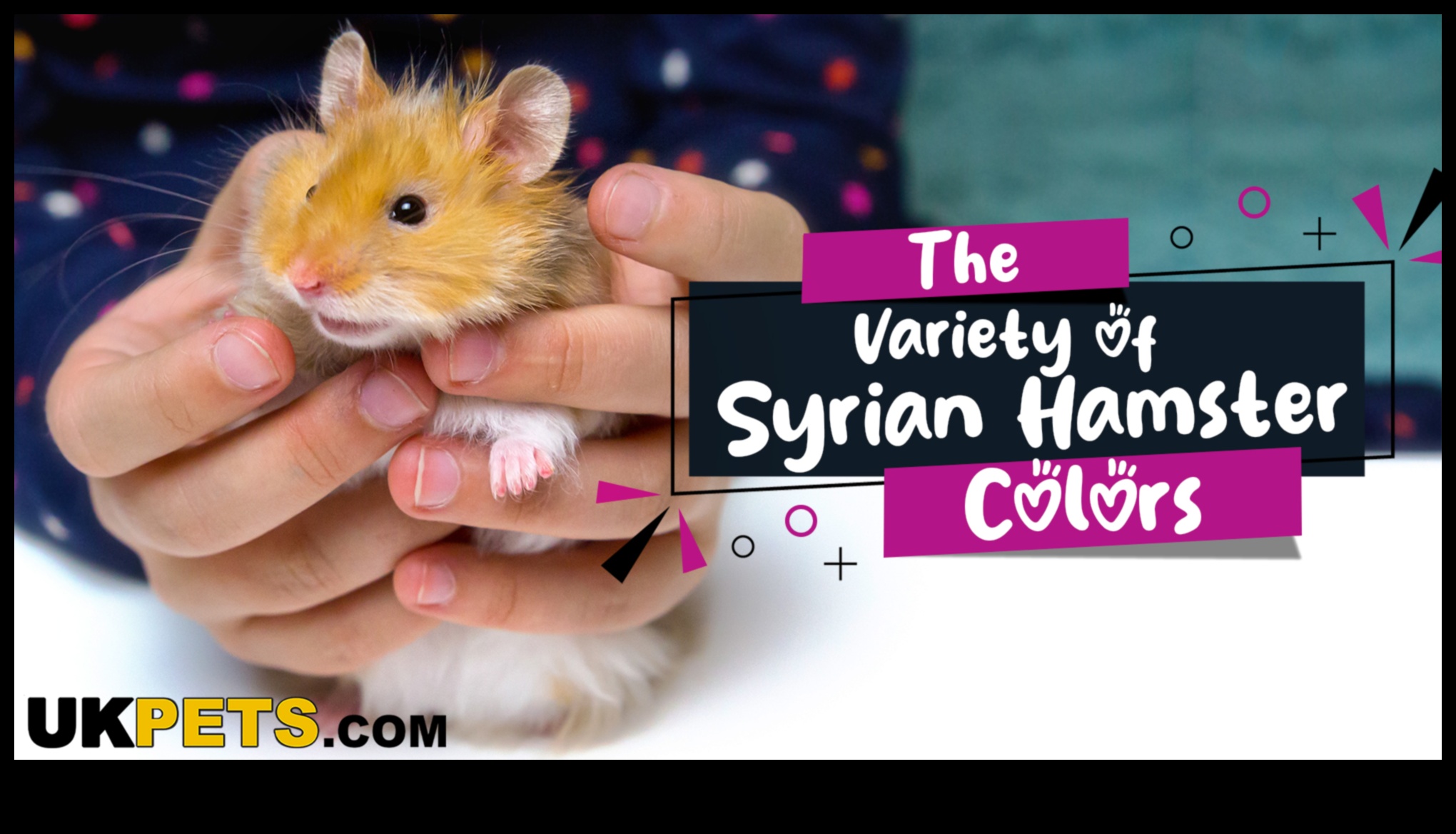 Hamster Genetiği: Tüy Renklerini ve Desenlerini Anlamak