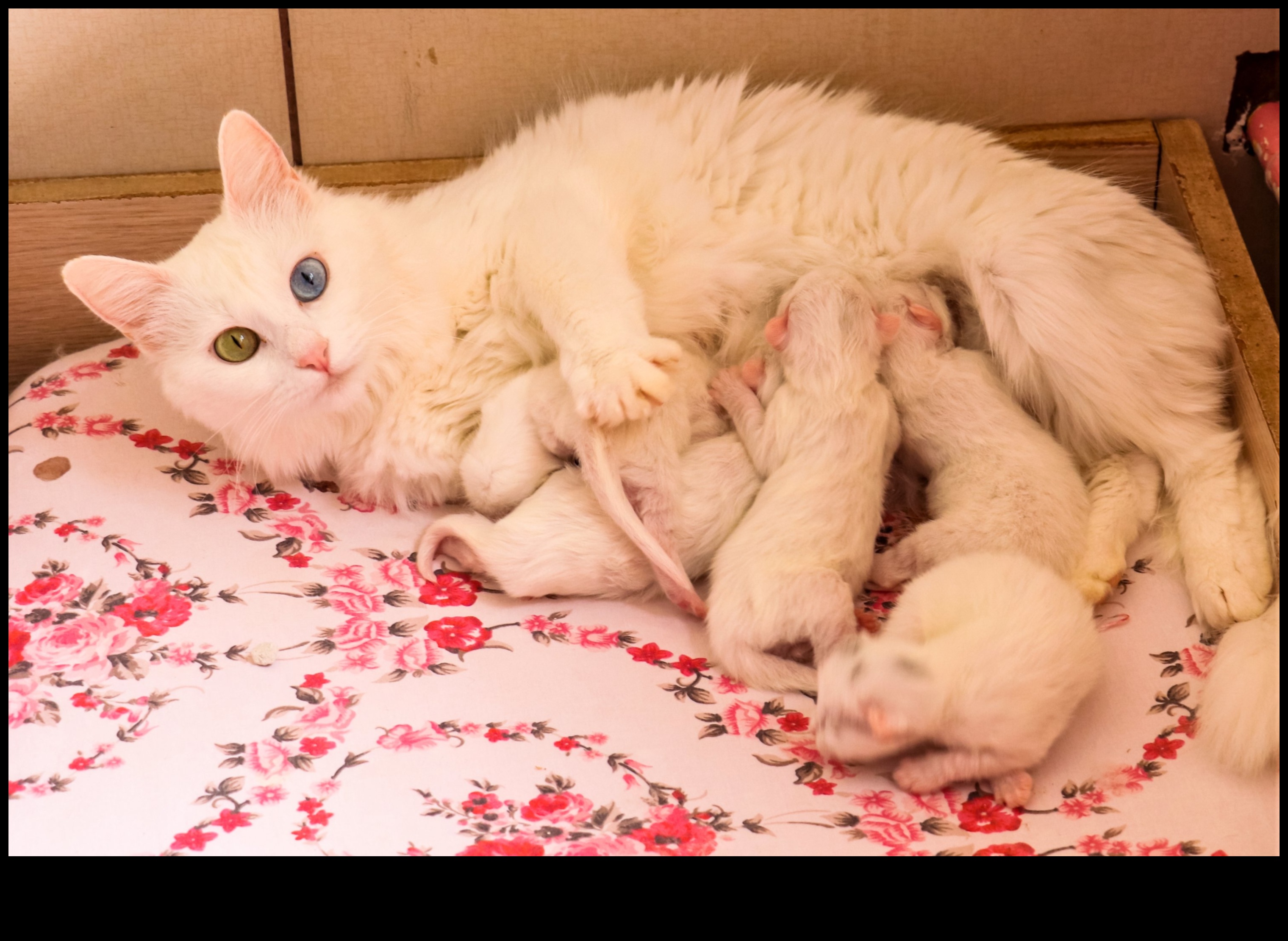 Yavru Kedi Köşesi Devam Ediyor: Genç Kedi Sahipliğindeki Diğer Maceralar