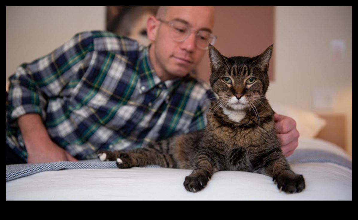 Yaşlı Kedilere Bakış: Yaşlanan Kedi Dostlarına Bakım