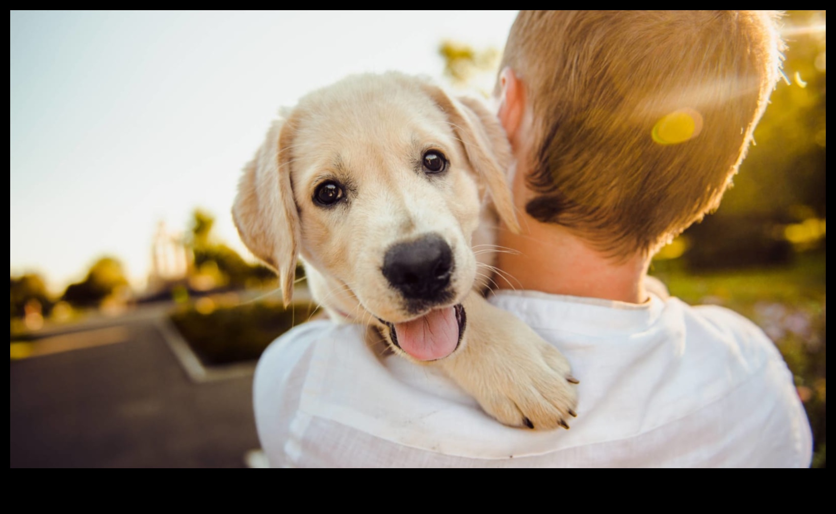 Yavru Köpek Sevgisi: Yeni Köpek Sahipleri İçin Temel İpuçları