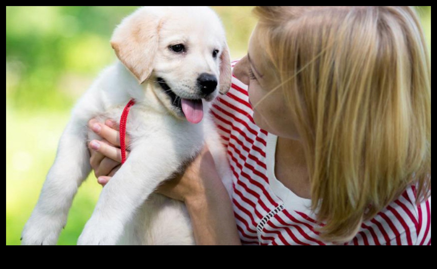 Yavru Köpek Sevgisi: Yeni Köpek Sahipleri İçin Temel İpuçları