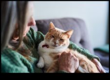 Yaşlı Kedi Spot Işığı Yaşlanan Kedi Dostlarına Bakım