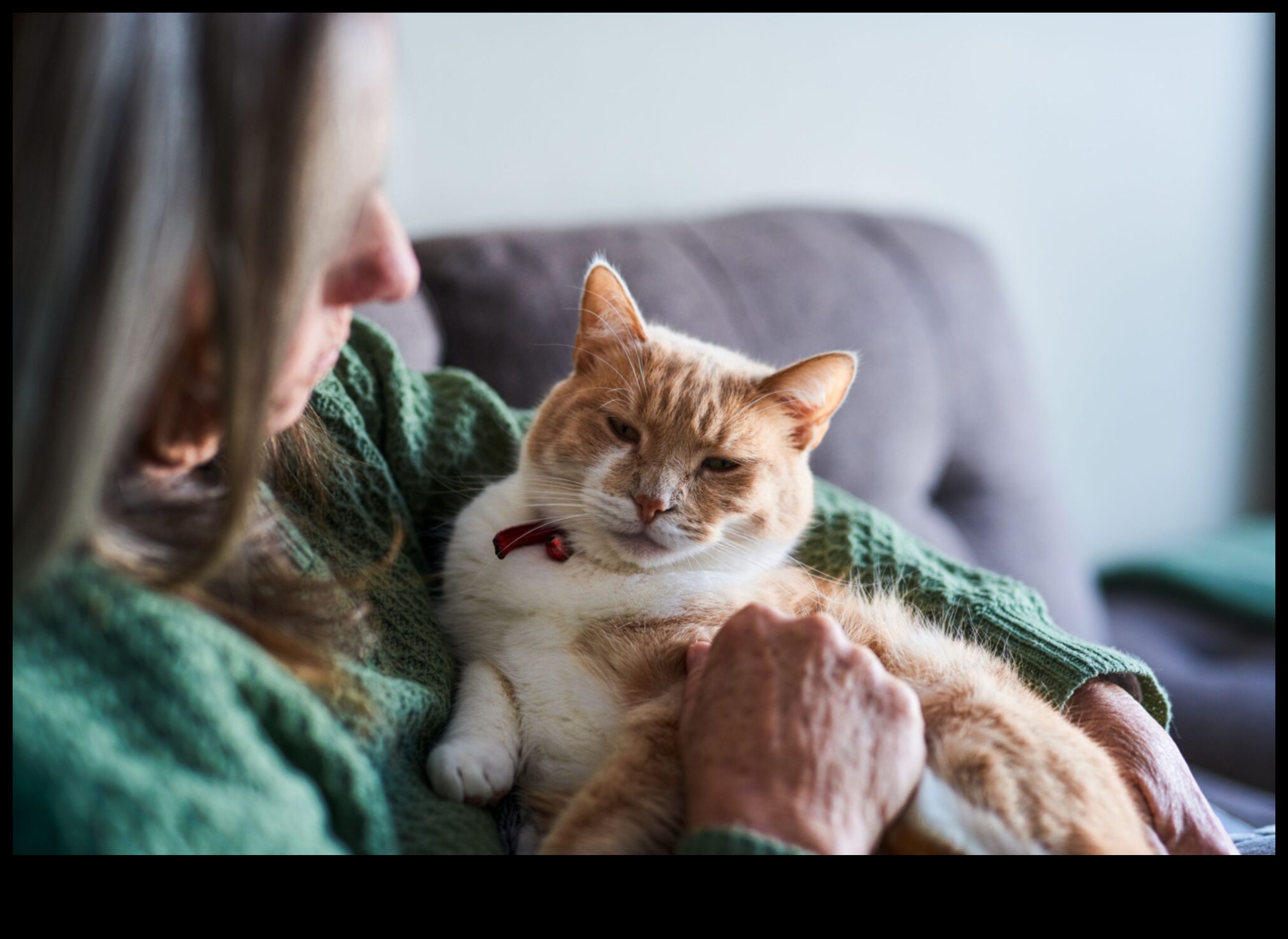 Yaşlı Kedilere Bakış: Yaşlanan Kedi Dostlarına Bakım