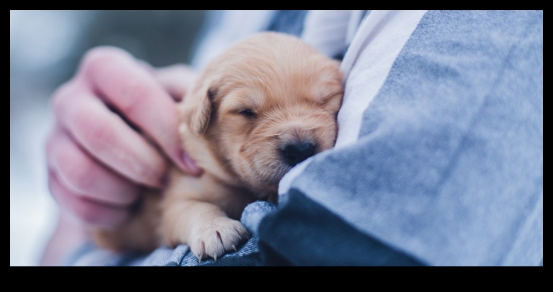 Yavru Köpek Sevgisi: Yeni Köpek Sahipleri İçin Temel İpuçları