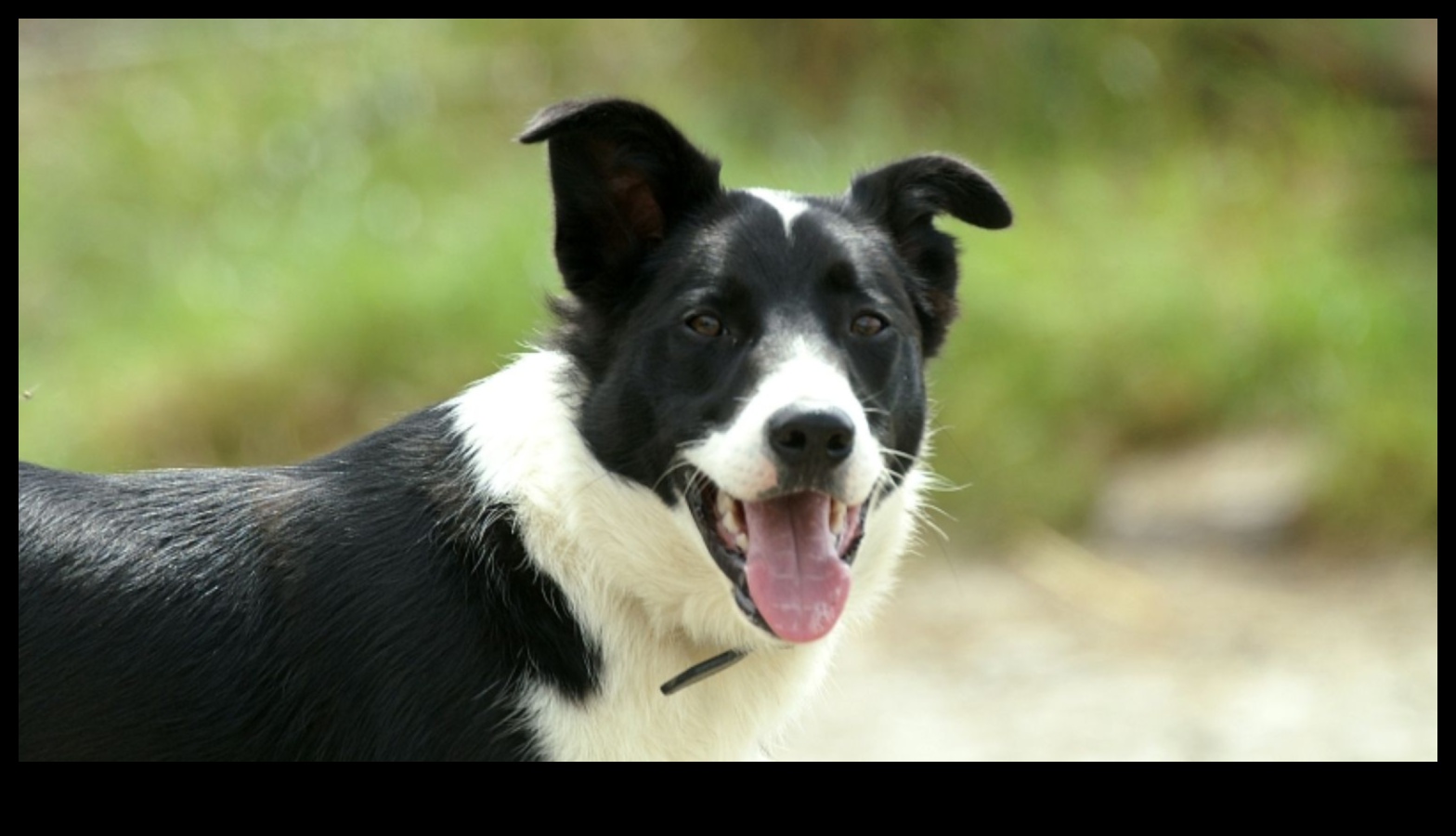 Köpek Yaratıcılık: Köpeklerin Sanatsal Tarafını Keşfetmek