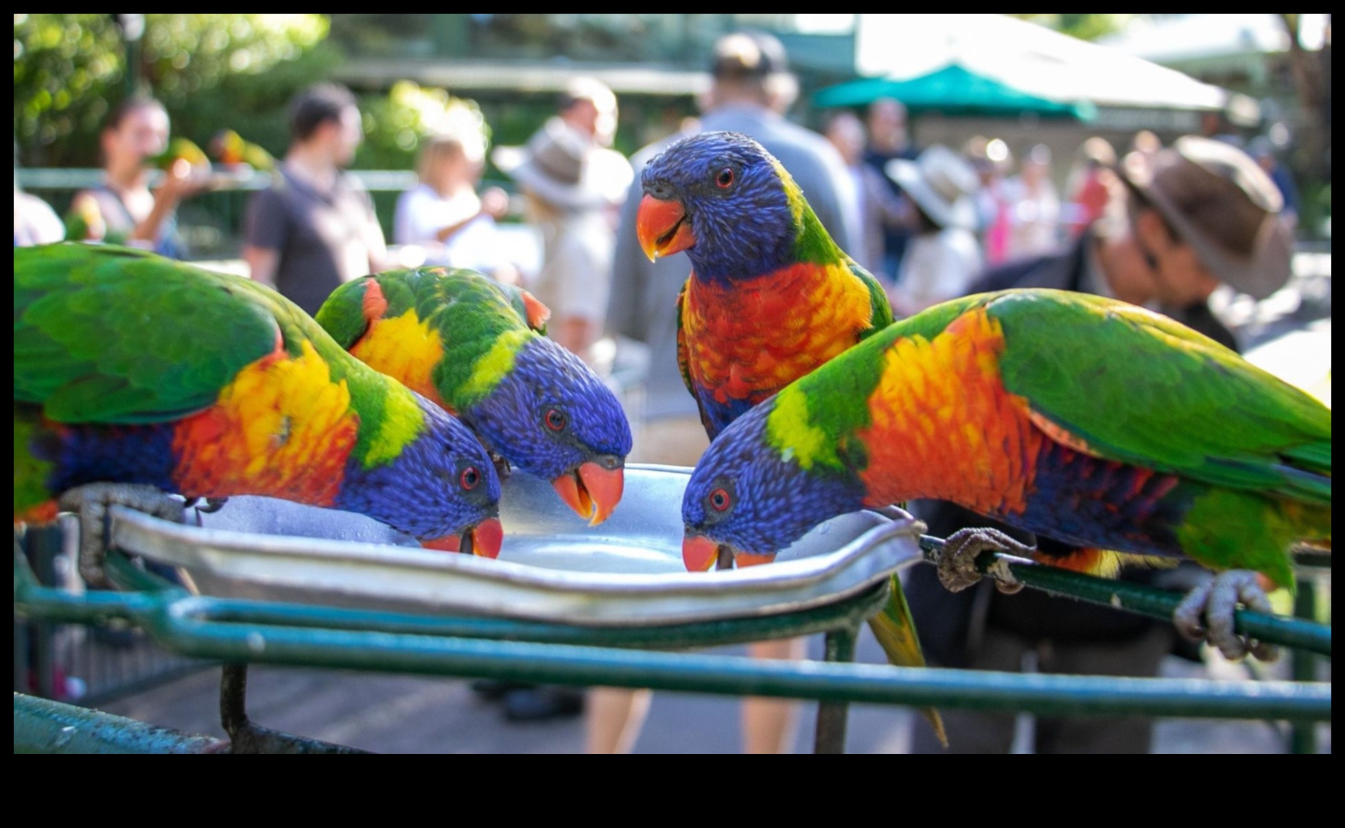 Parrot Piknik Devam: Kuşlar için Açık Hava Bayramları Planlama